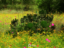 Wildflowers and Prickly Pear Cactus